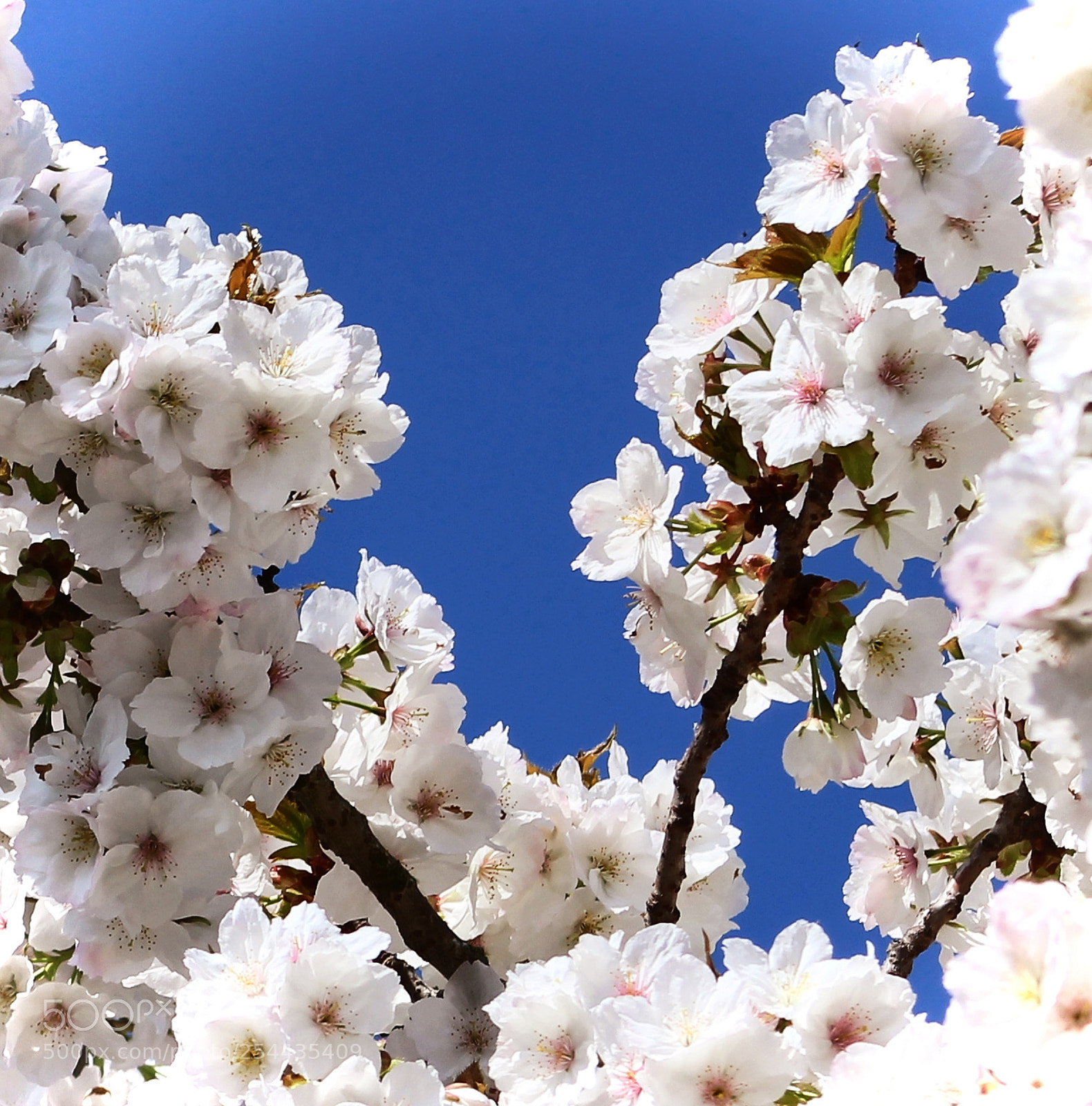 Canon EOS 700D (EOS Rebel T5i / EOS Kiss X7i) sample photo. Blossom photography