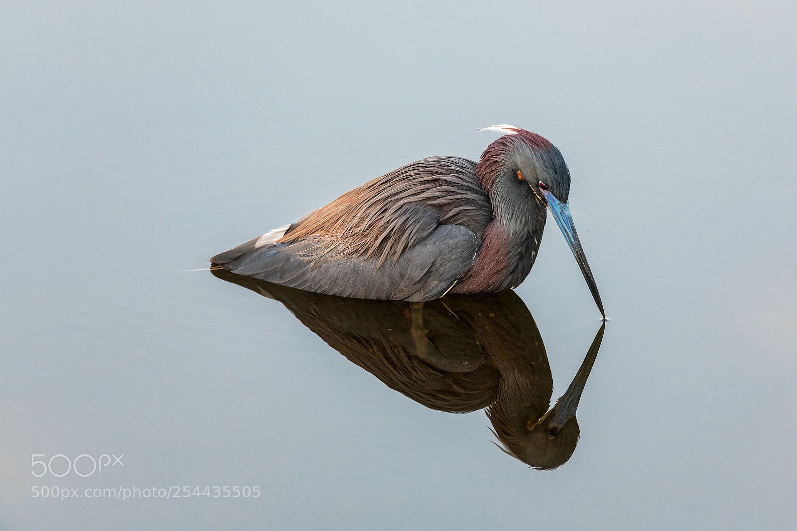 Nikon D850 sample photo. Little blue heron photography