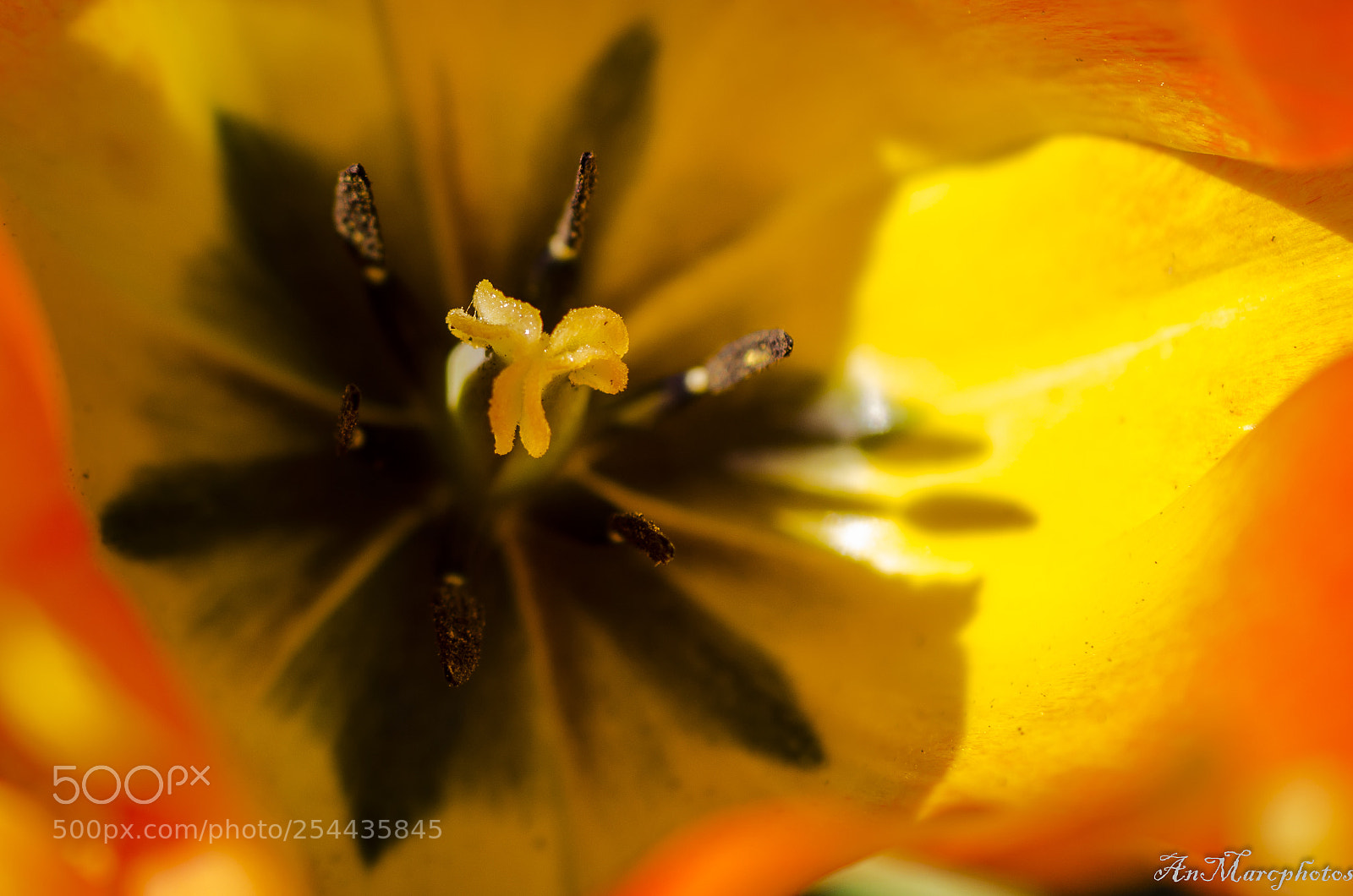 Nikon D7000 sample photo. Tulipes () photography
