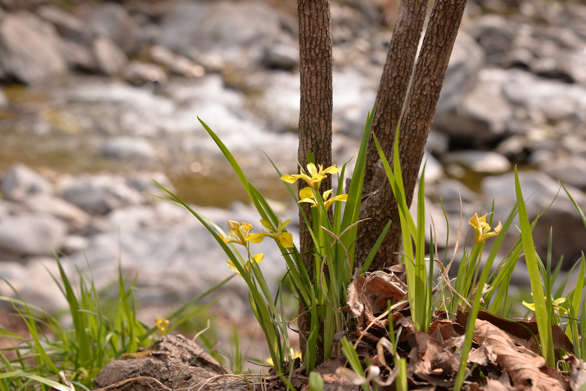 Nikon D610 sample photo