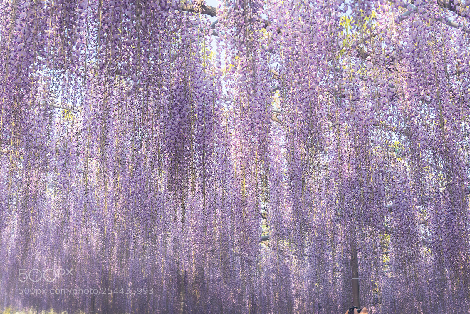Nikon D810 sample photo. Purple curtain photography