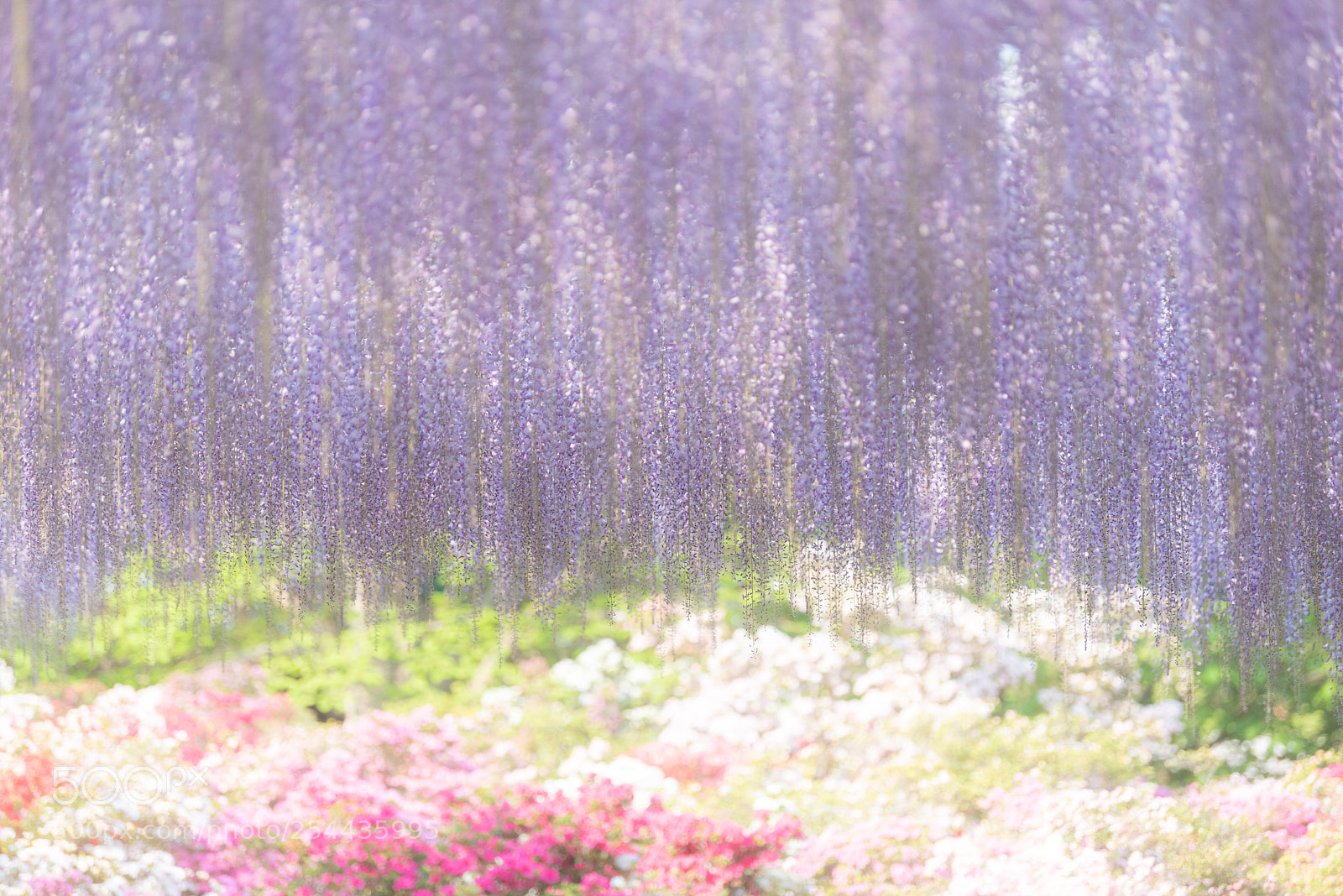Nikon D810 sample photo. Wisteria flowers 2018 photography