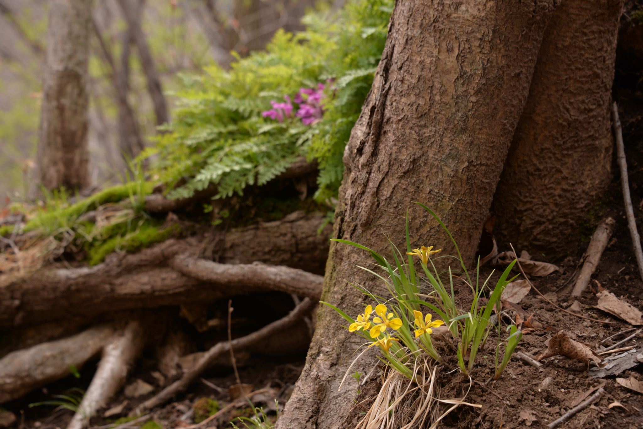 Nikon D610 sample photo