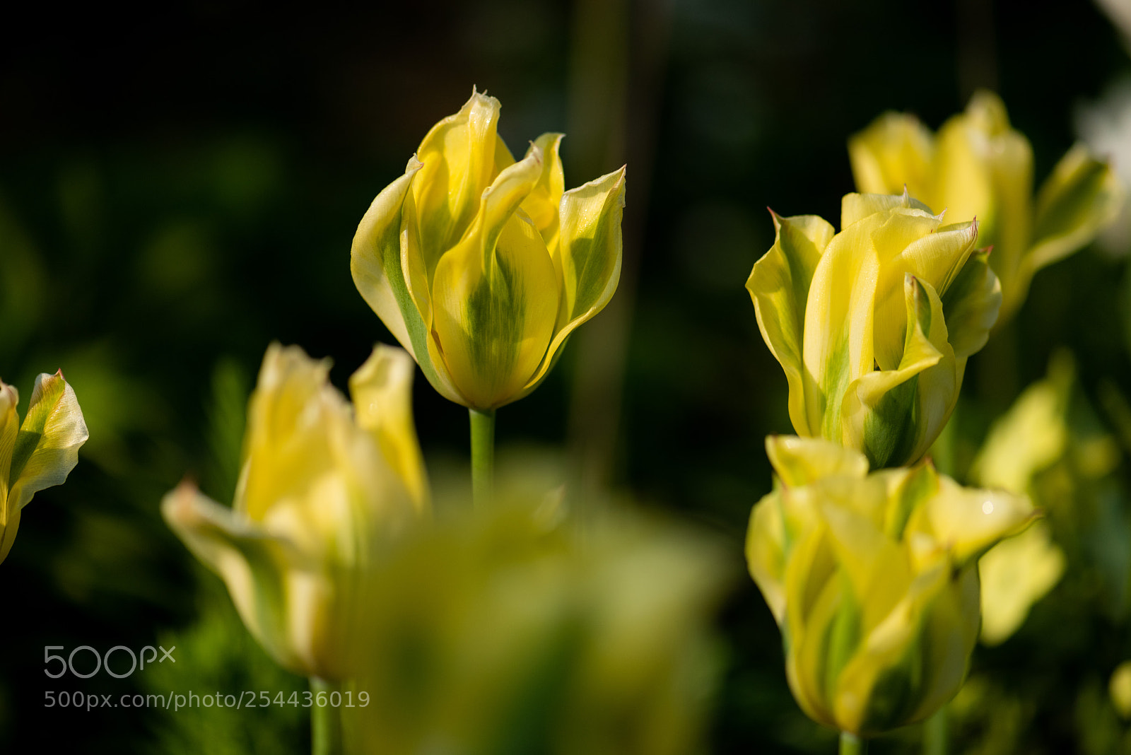 Nikon D810 sample photo. Tulip, the end of photography