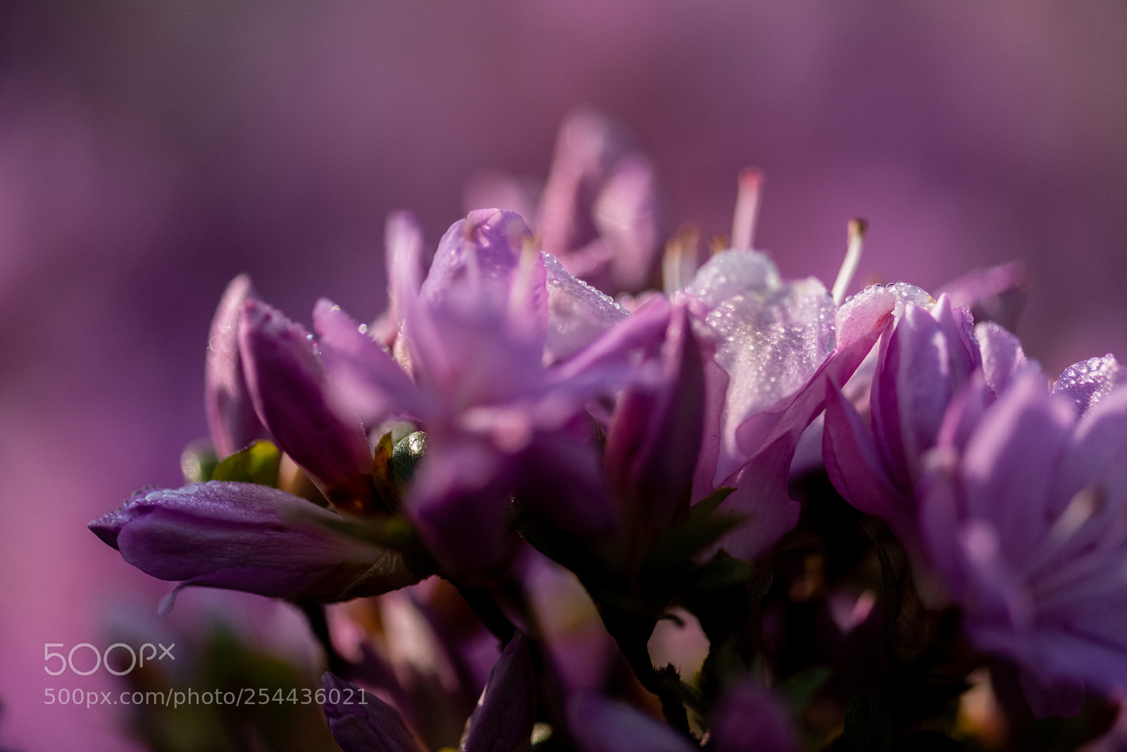 Nikon D810 sample photo. Purple flower world photography