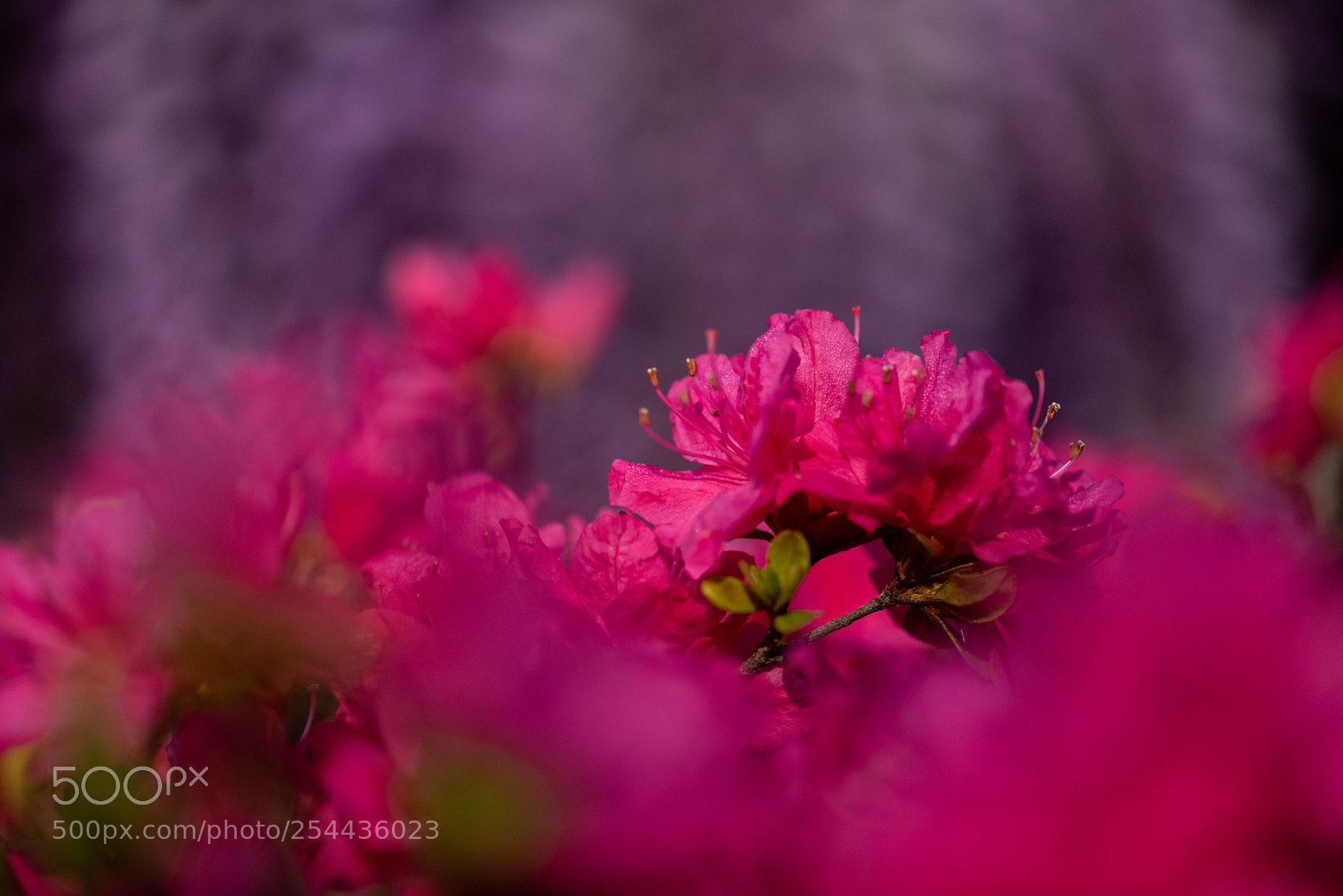 Nikon D810 sample photo. From purple to pink photography