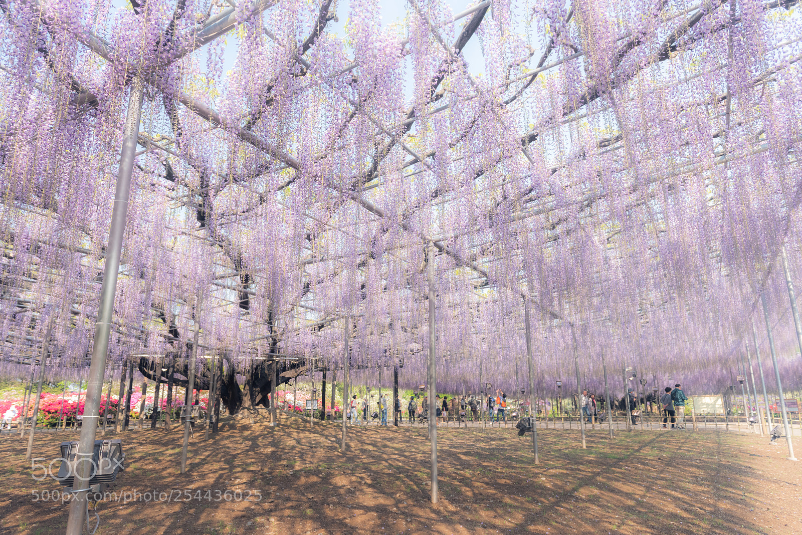 Nikon D810 sample photo. The largest wisteria trellis photography