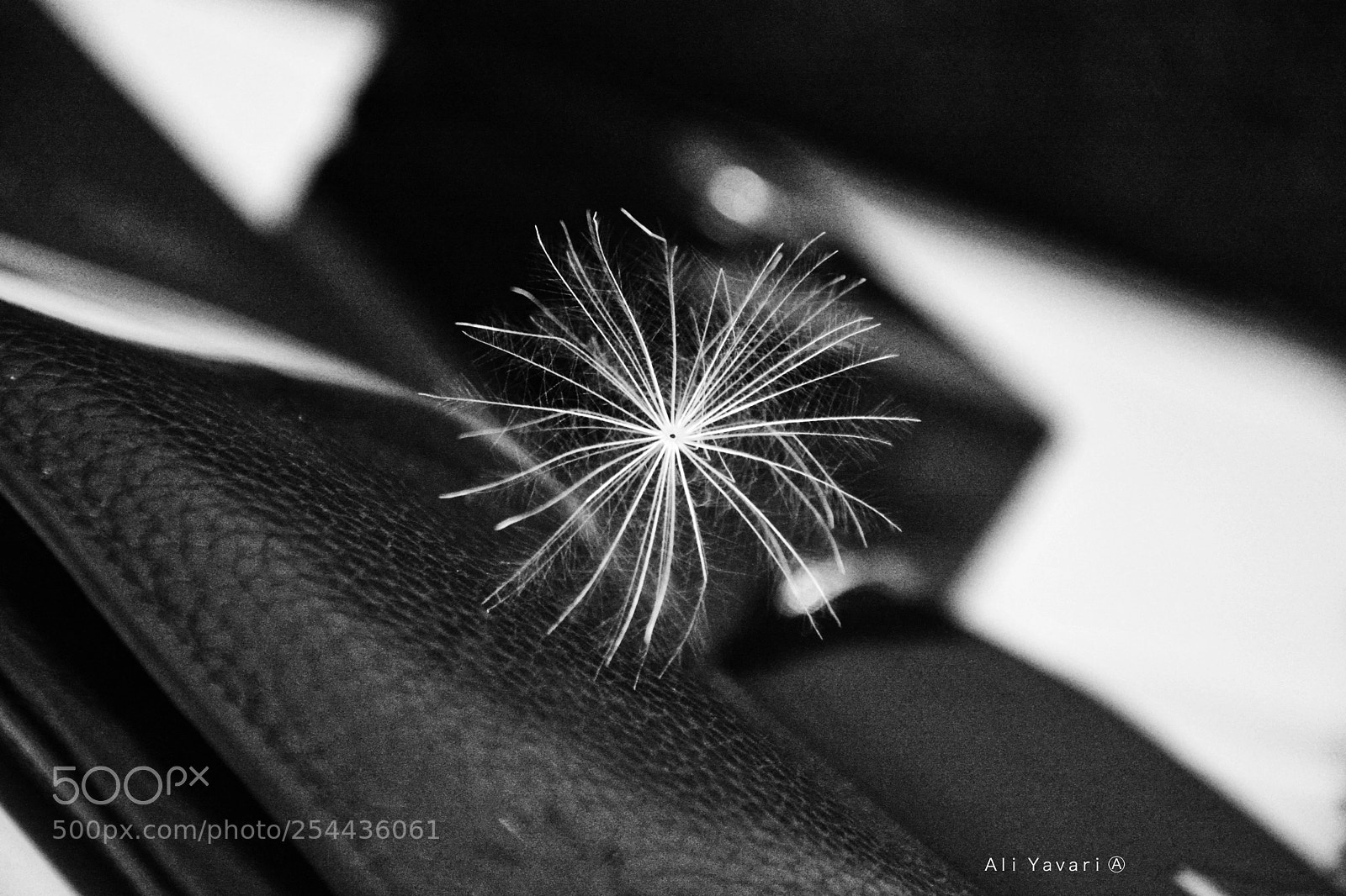 Nikon D7100 sample photo. Dandelion photography