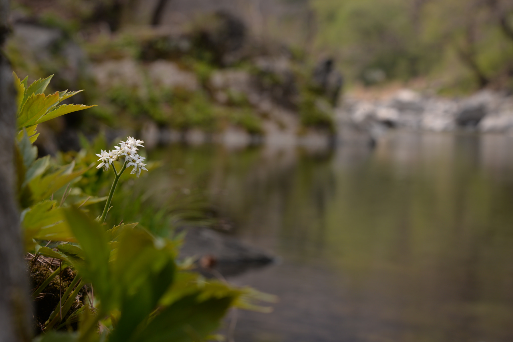 Nikon D610 sample photo