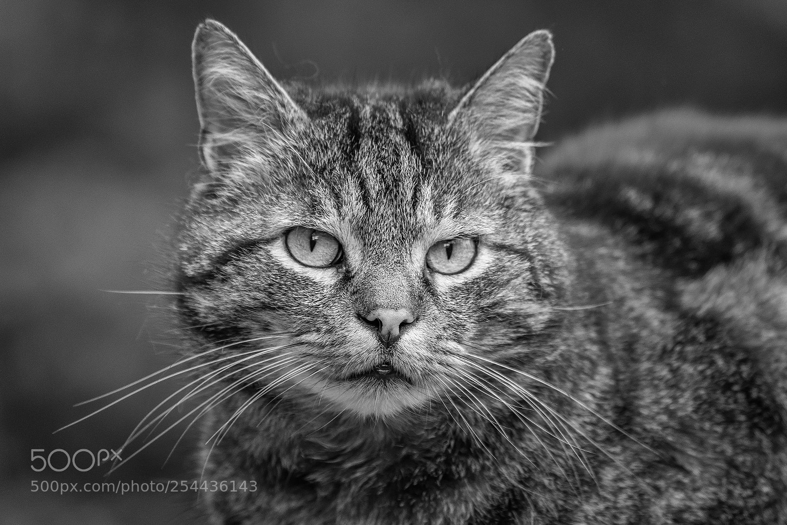 Canon EOS 5D Mark IV sample photo. The cat photography