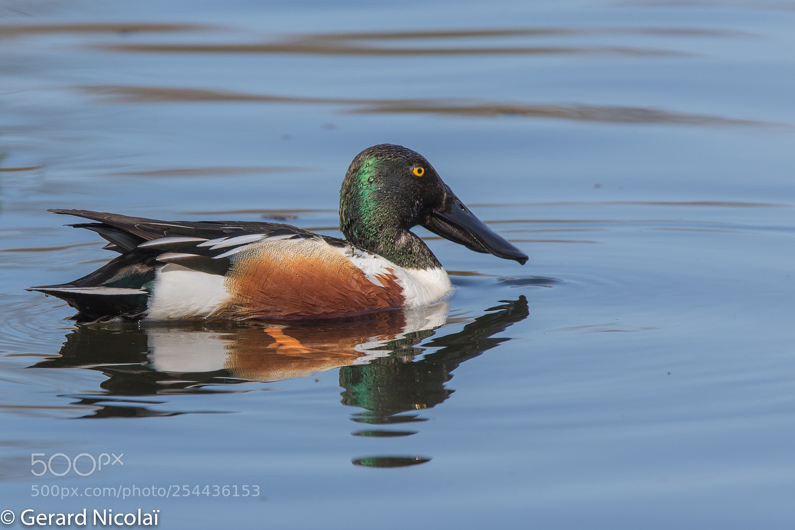 Canon EOS 7D Mark II sample photo. Shoveler photography