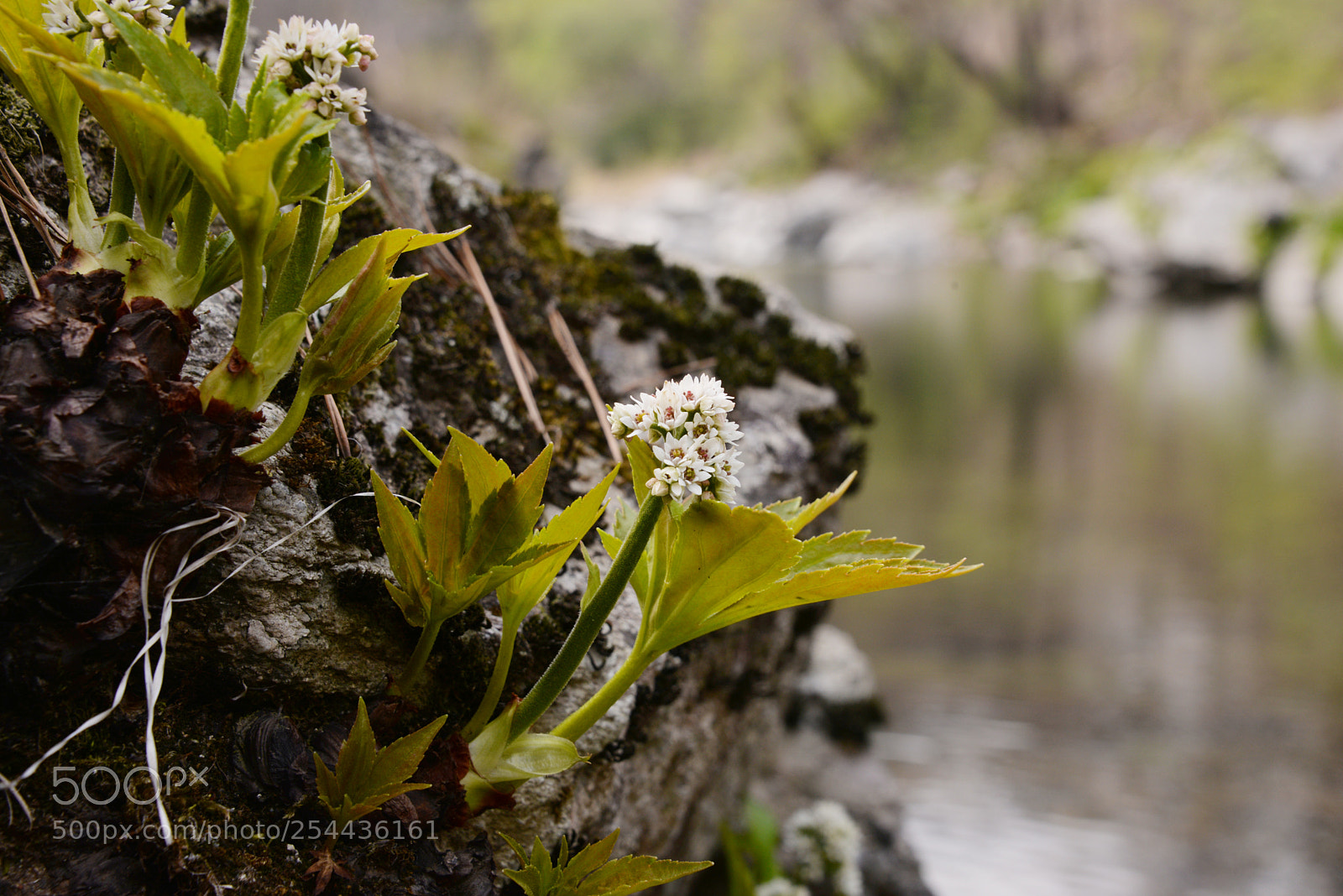 Nikon D610 sample photo. Untitled photography