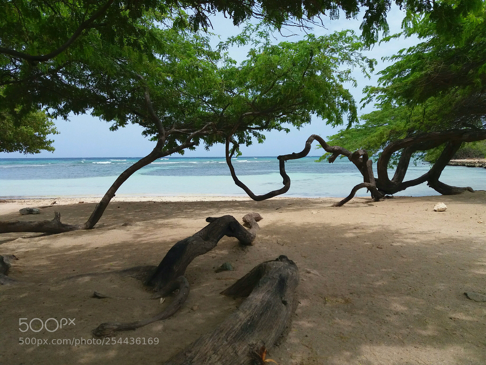Samsung Galaxy J5(2016) sample photo. Curvy roots and branches photography