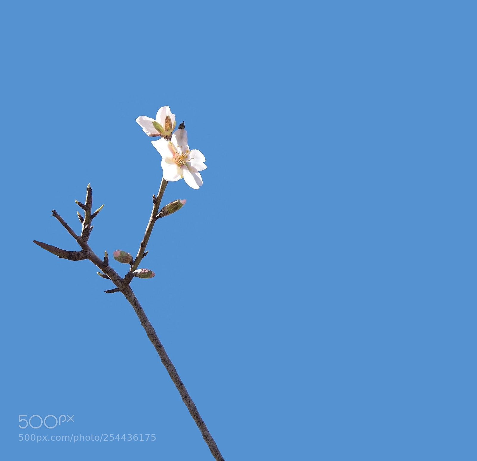Nikon D7100 sample photo. Blossoming almond trees photography