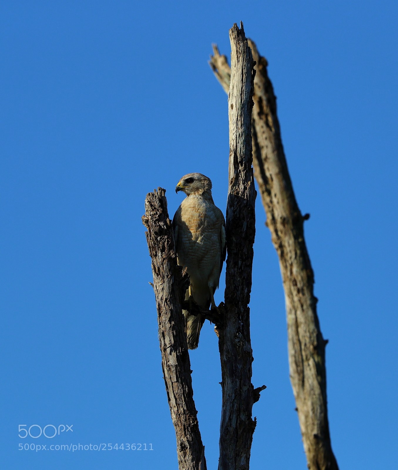 Canon EOS-1D X Mark II sample photo. 04-20-18-0013631 1.jpg photography