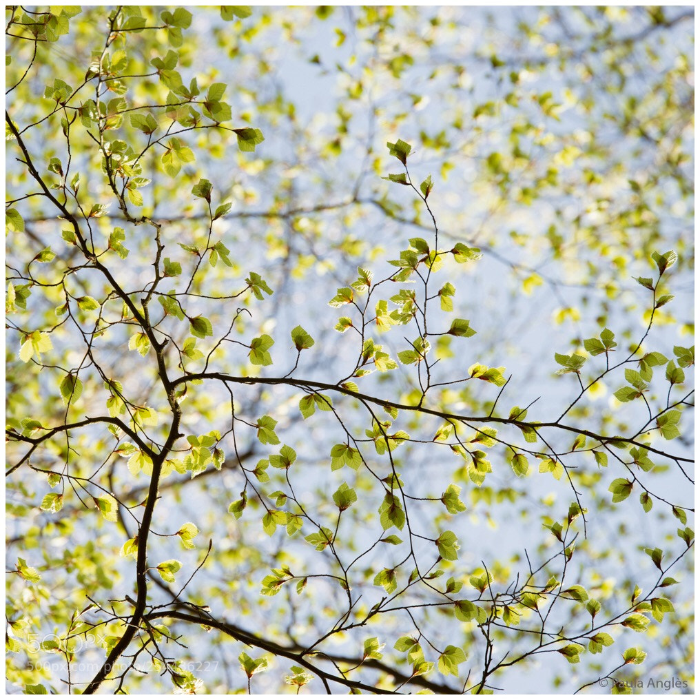 Sony SLT-A99V sample photo. Spring-time photography