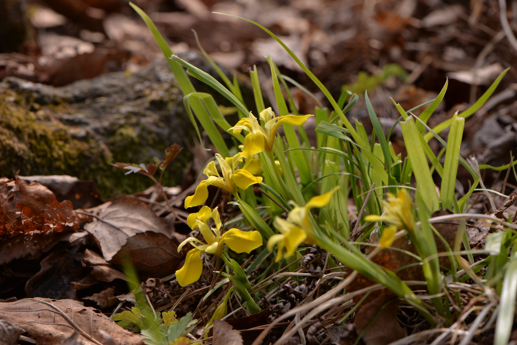 Nikon AF-S Micro-Nikkor 105mm F2.8G IF-ED VR sample photo