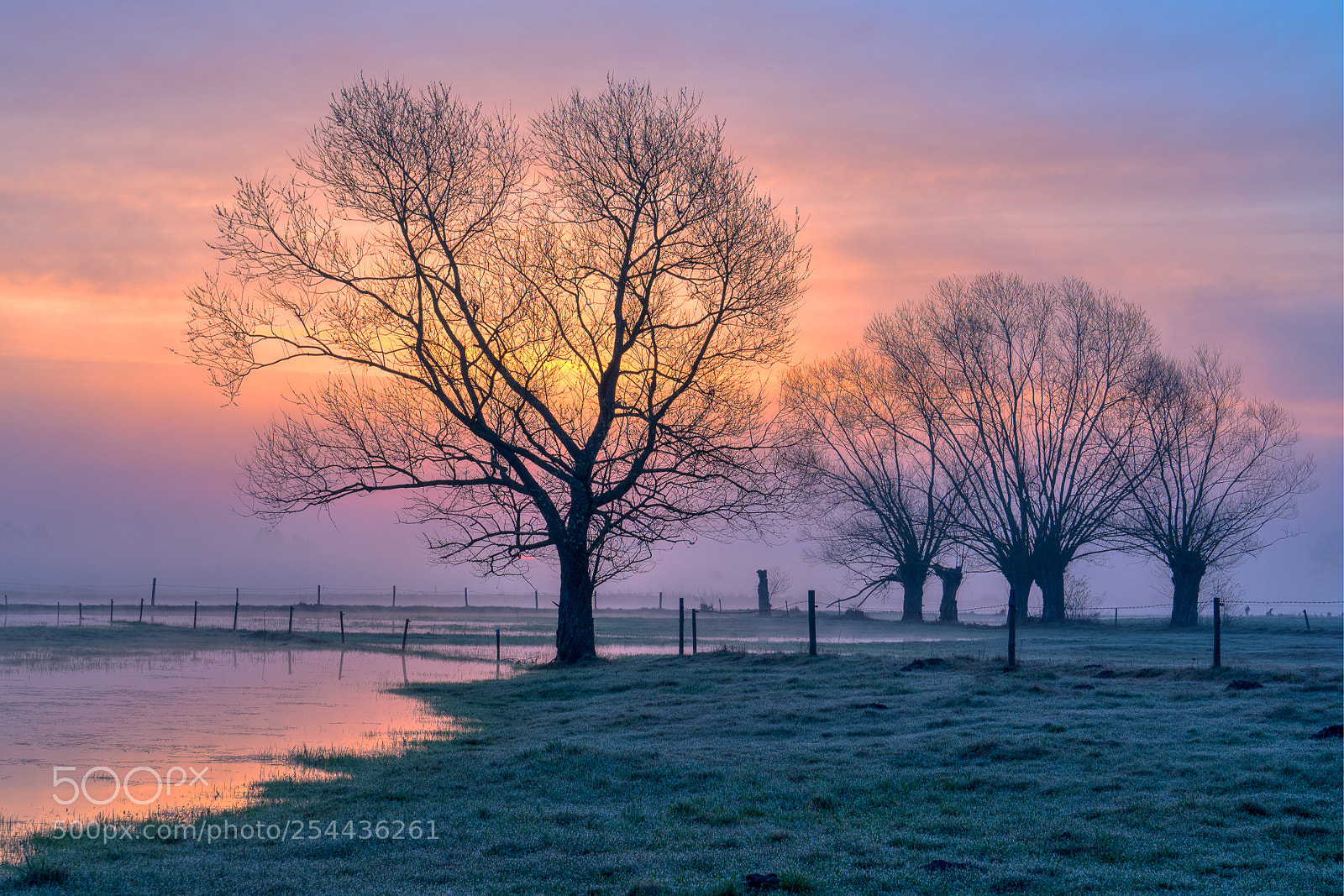 Sony a7R III sample photo. Trees before dawn photography