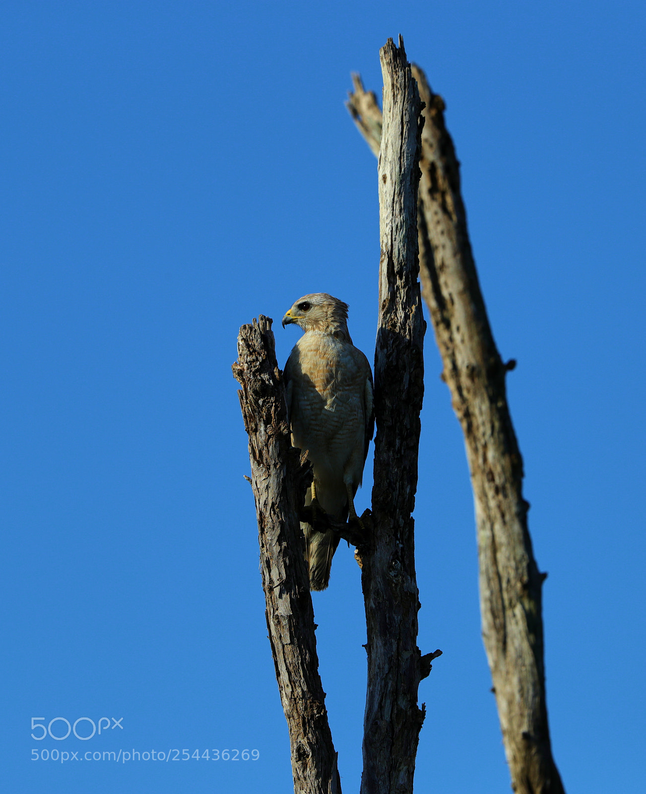 Canon EOS-1D X Mark II sample photo. 04-20-18-0013629 1.jpg photography