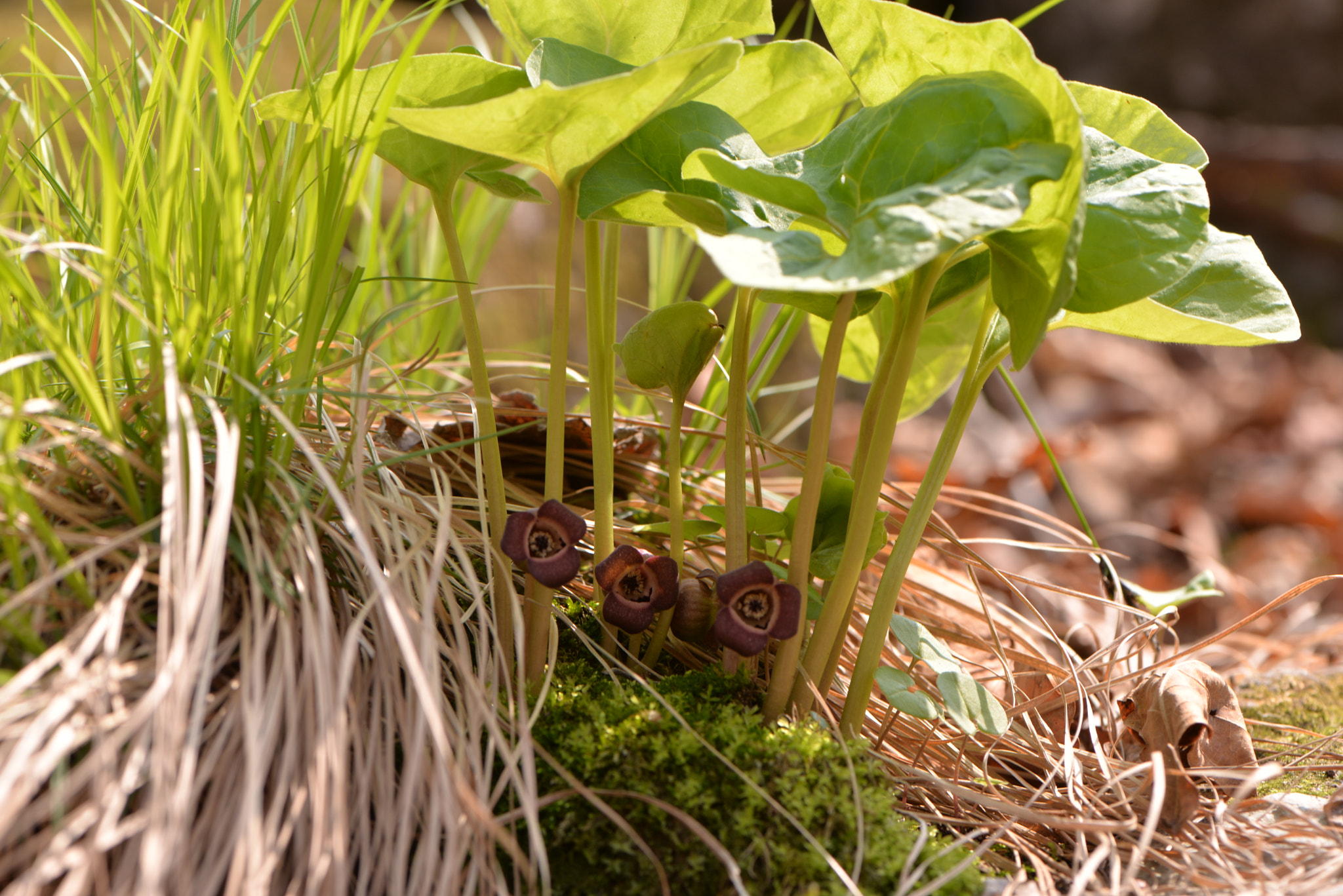 Nikon AF-S Micro-Nikkor 105mm F2.8G IF-ED VR sample photo