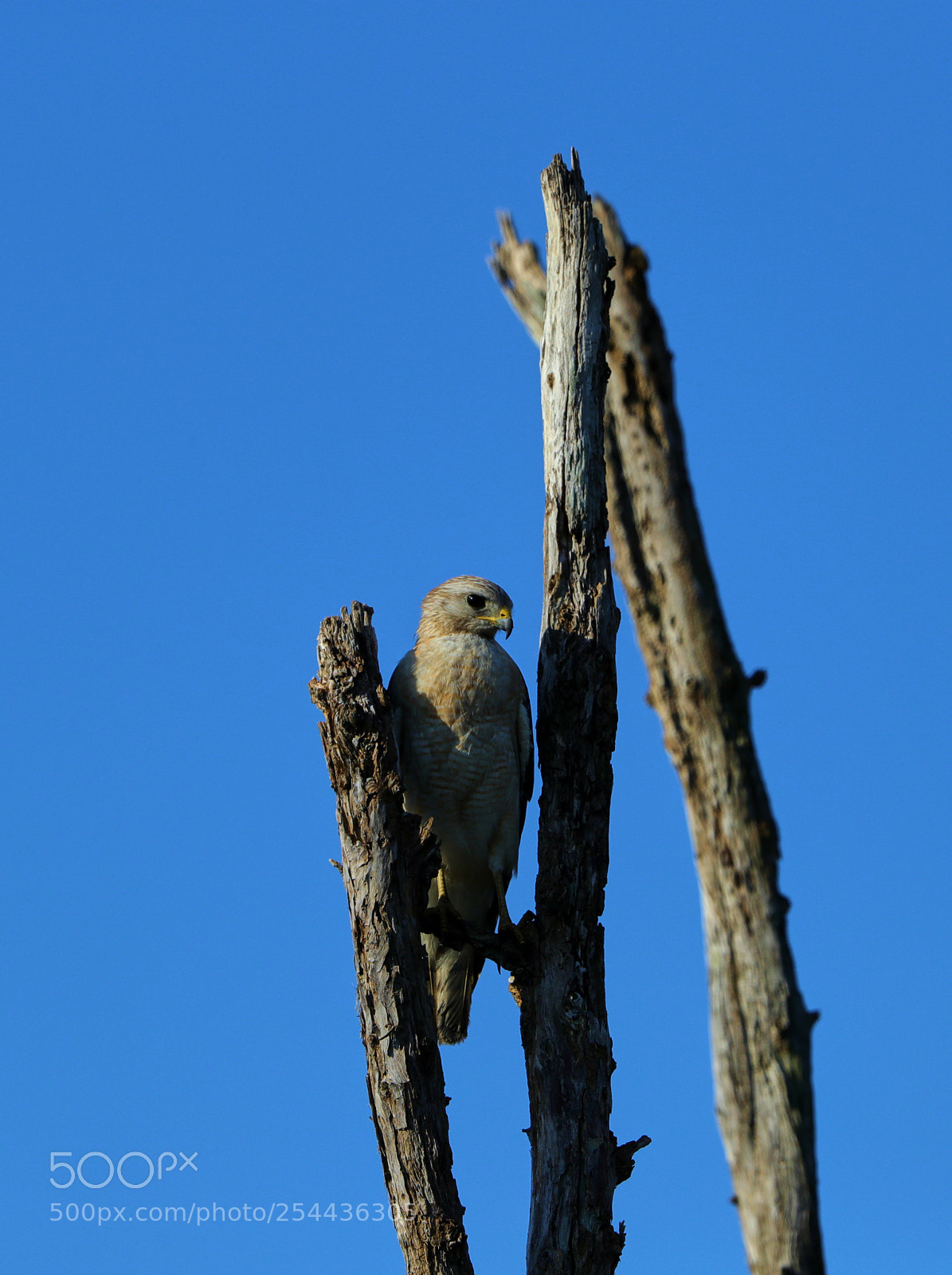 Canon EOS-1D X Mark II sample photo. 04-20-18-0013624 1.jpg photography