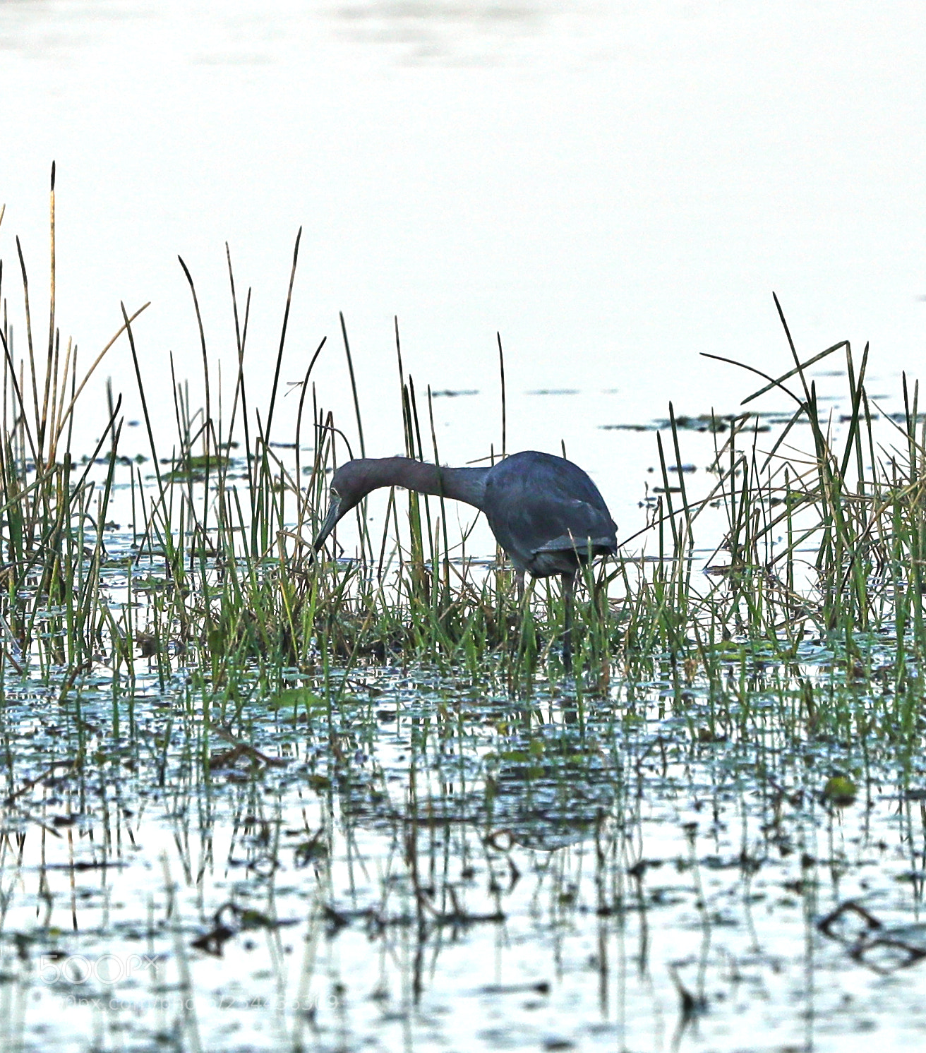 Canon EOS-1D X Mark II sample photo. 04-20-18-0013887.jpg photography