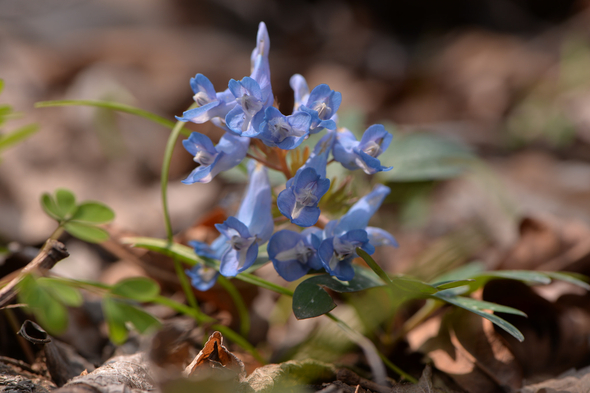 Nikon AF-S Micro-Nikkor 105mm F2.8G IF-ED VR sample photo
