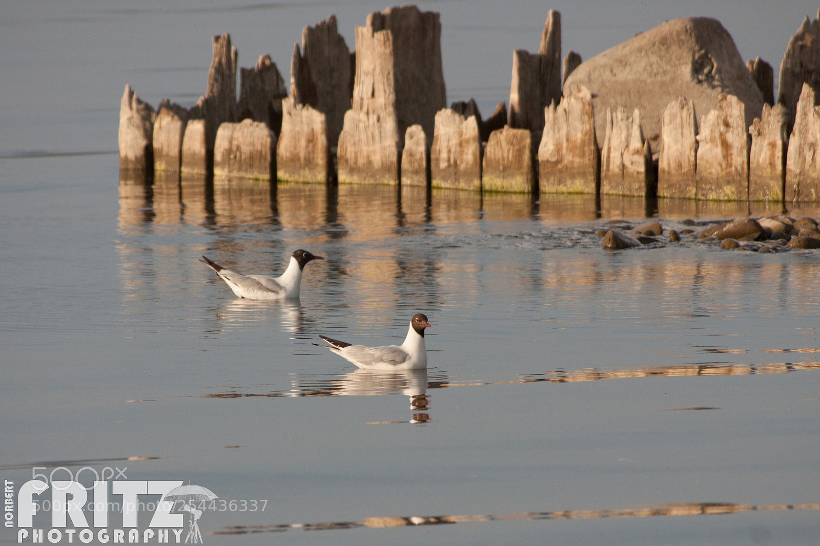 Canon EOS 50D sample photo. Lachm wen am bodensee photography