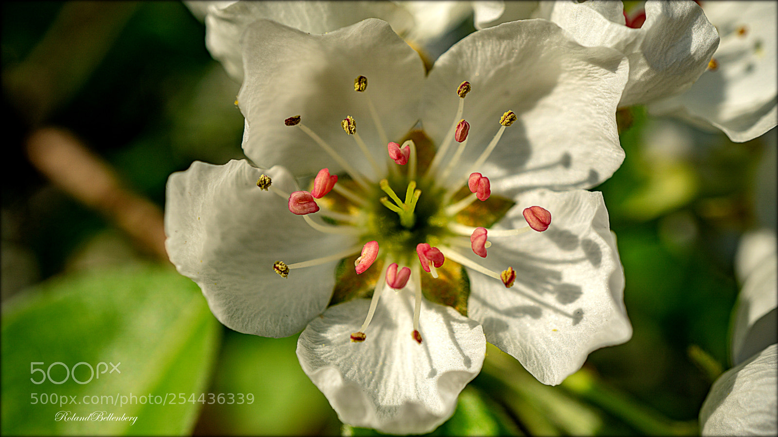 Sony a6000 sample photo. Garden blossom photography