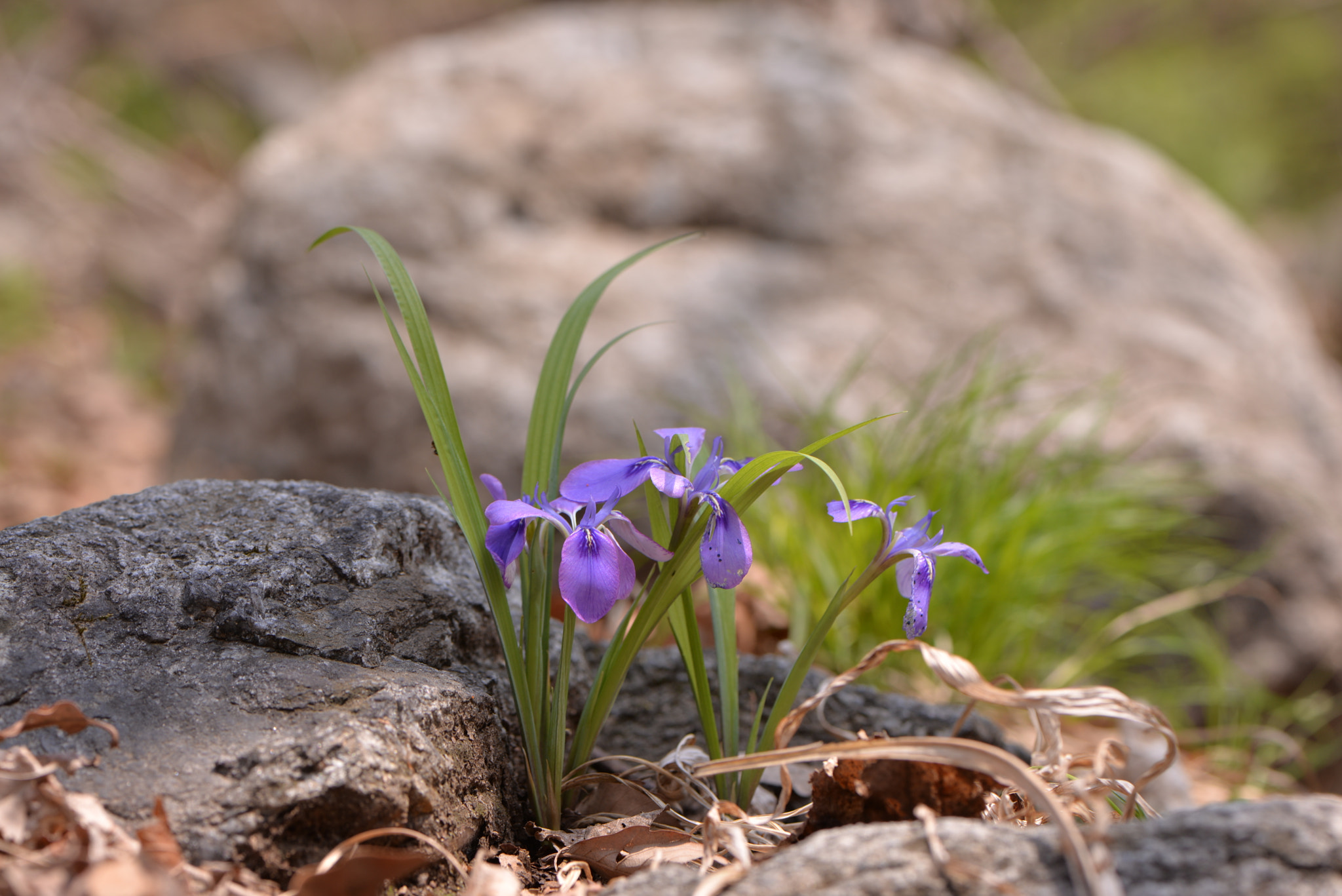 Nikon AF-S Micro-Nikkor 105mm F2.8G IF-ED VR sample photo