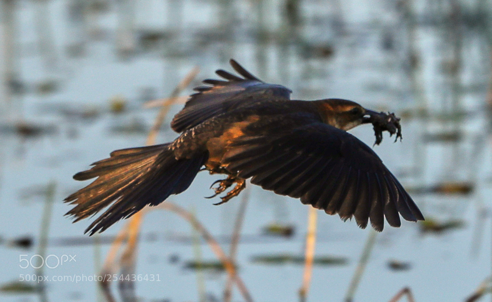 Canon EOS-1D X Mark II sample photo. 04-20-18-0013881.jpg photography