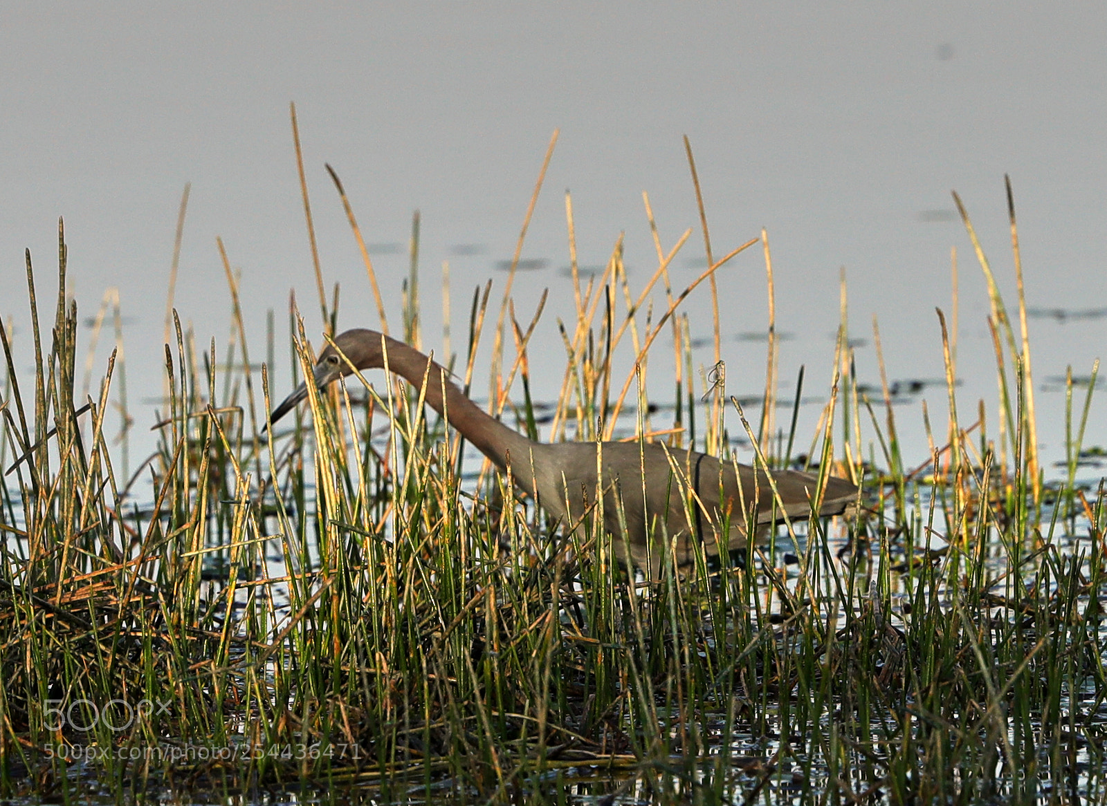 Canon EOS-1D X Mark II sample photo. 04-20-18-0013874.jpg photography