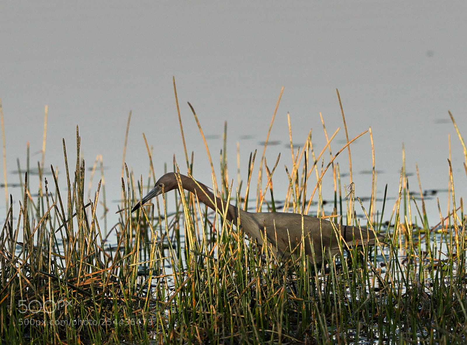 Canon EOS-1D X Mark II sample photo. 04-20-18-0013873.jpg photography