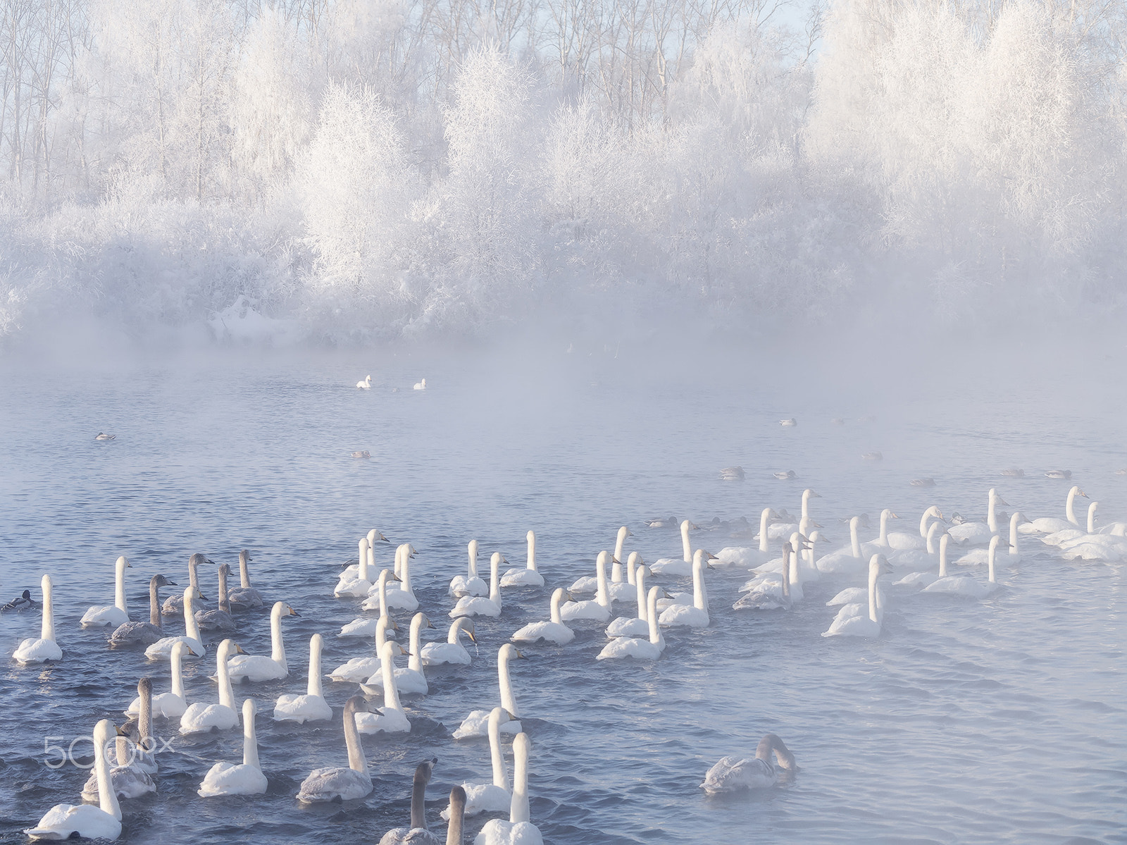 Olympus E-5 sample photo. ...swan hangover... photography