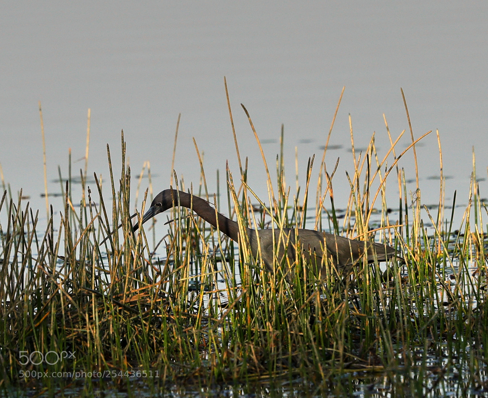 Canon EOS-1D X Mark II sample photo. 04-20-18-0013871.jpg photography