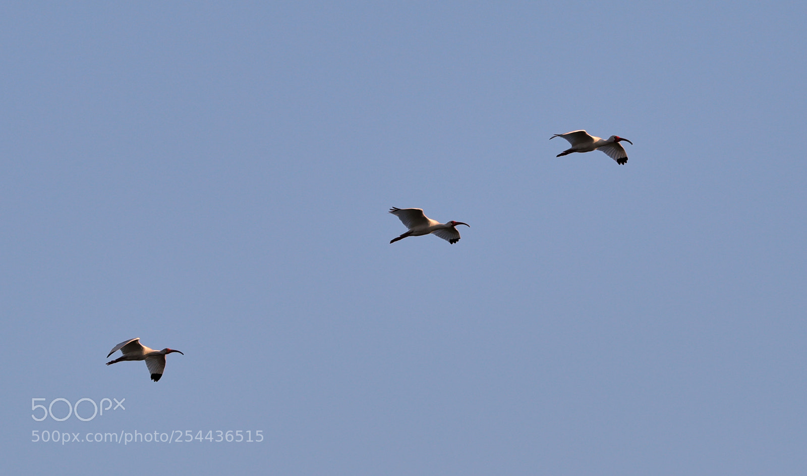Canon EOS-1D X Mark II sample photo. 04-20-18-0013869.jpg photography