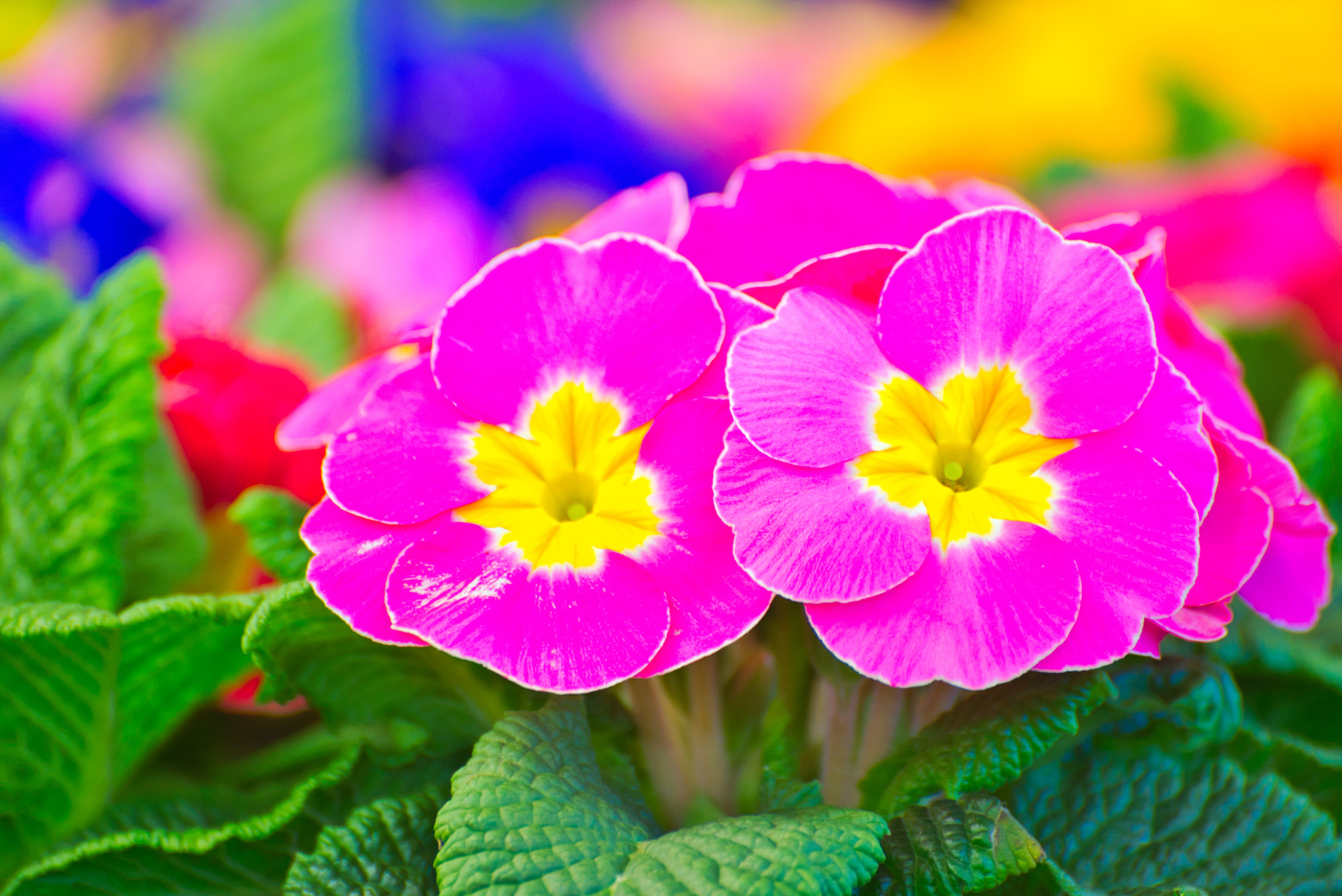 Nikon D610 sample photo. Colourful petunia photography