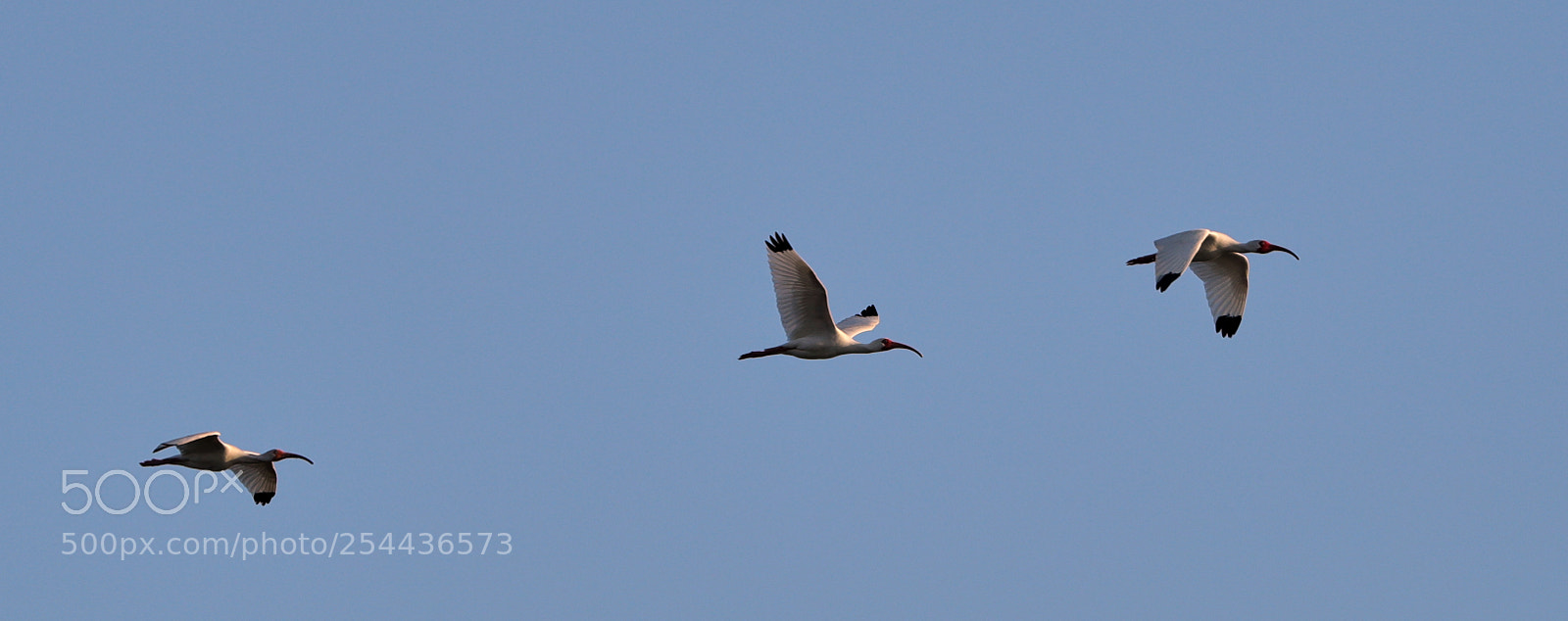 Canon EOS-1D X Mark II sample photo. 04-20-18-0013868.jpg photography