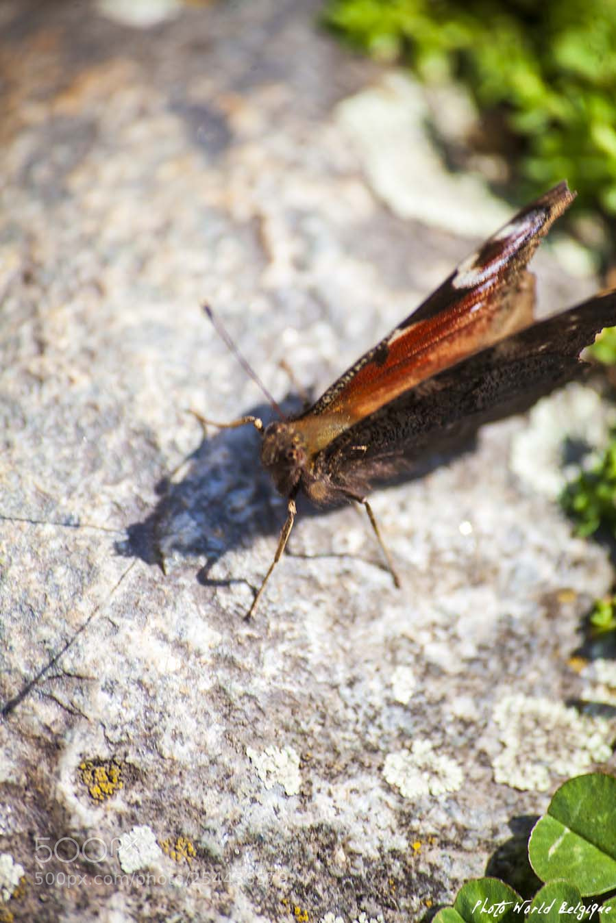 Canon EOS 5D Mark II sample photo. Papillon, butterfly photography