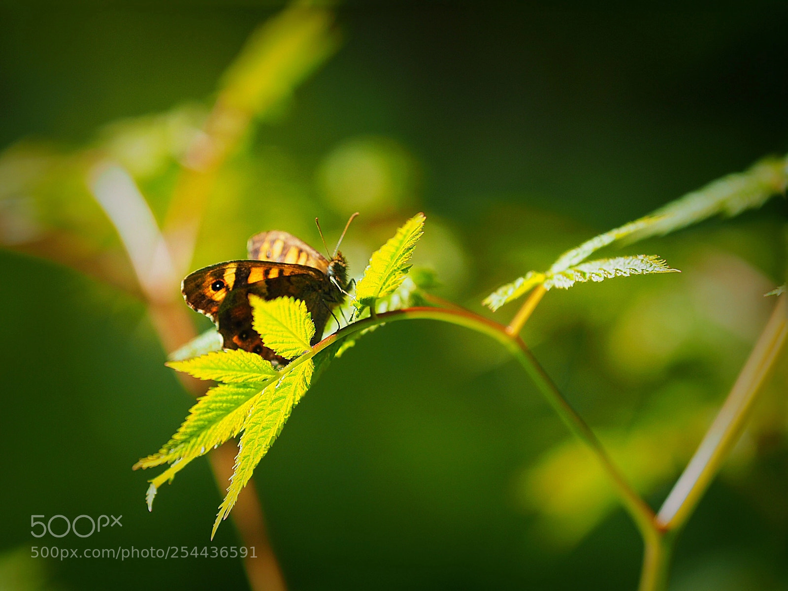 Olympus OM-D E-M5 II sample photo. Butterfly  photography