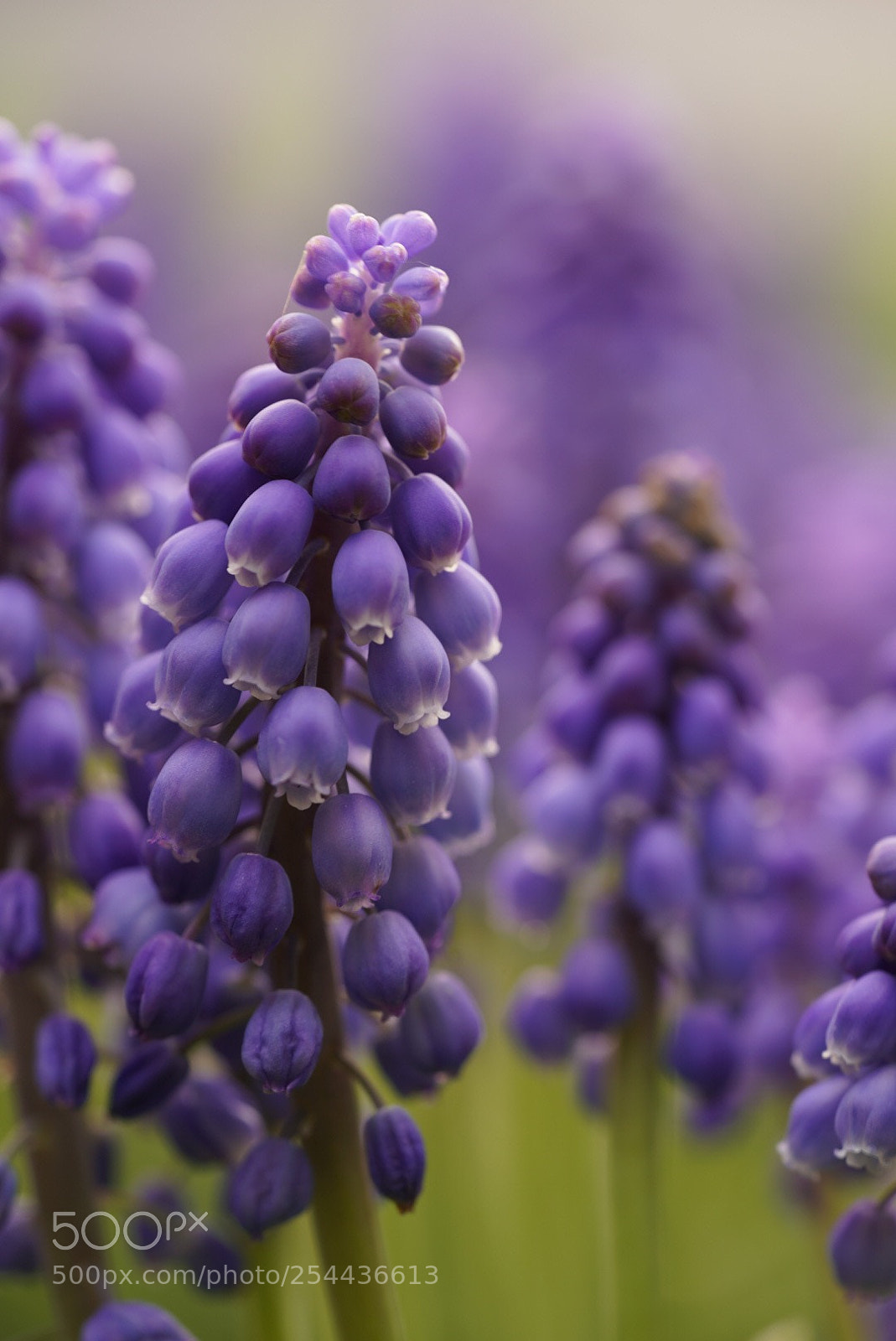 Sony a7R III sample photo. Purple  photography