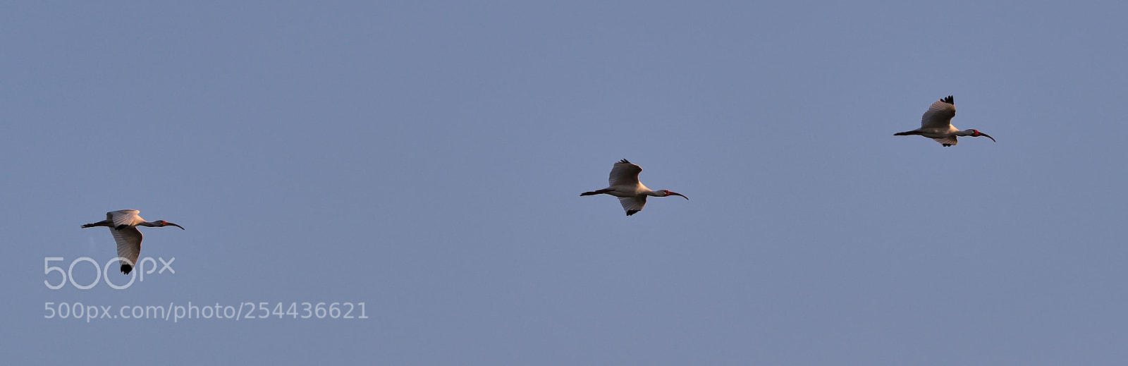 Canon EOS-1D X Mark II sample photo. 04-20-18-0013867.jpg photography