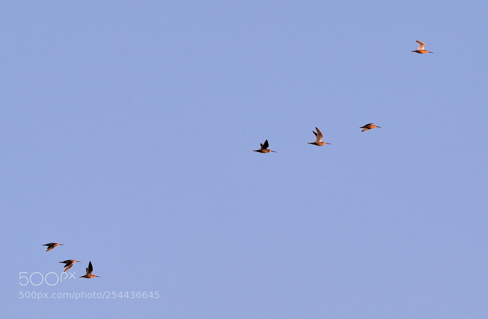 Canon EOS-1D X Mark II sample photo. 04-20-18-0013865.jpg photography