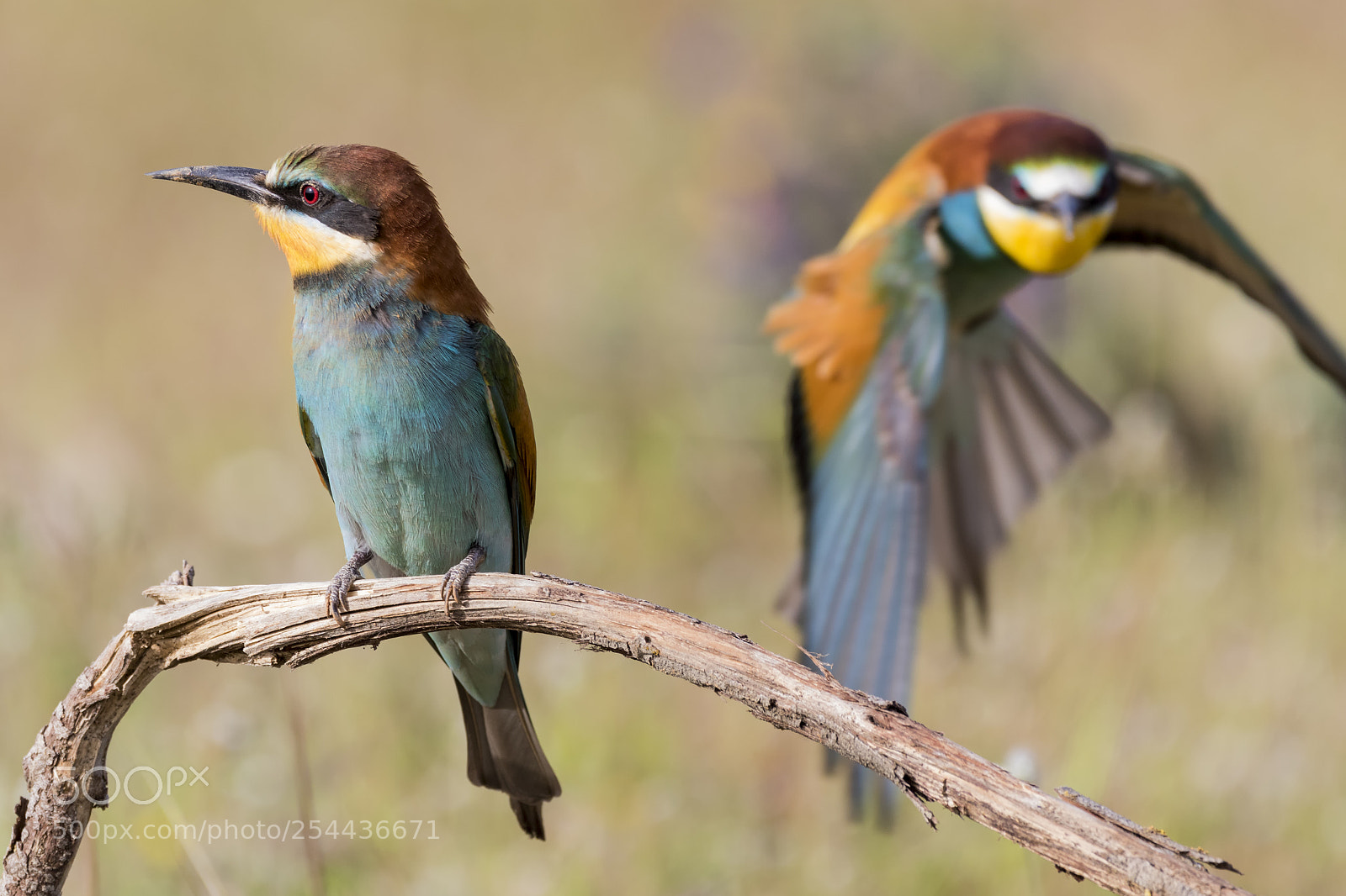 Canon EOS 7D Mark II sample photo. 20180419 doñana - 144 photography