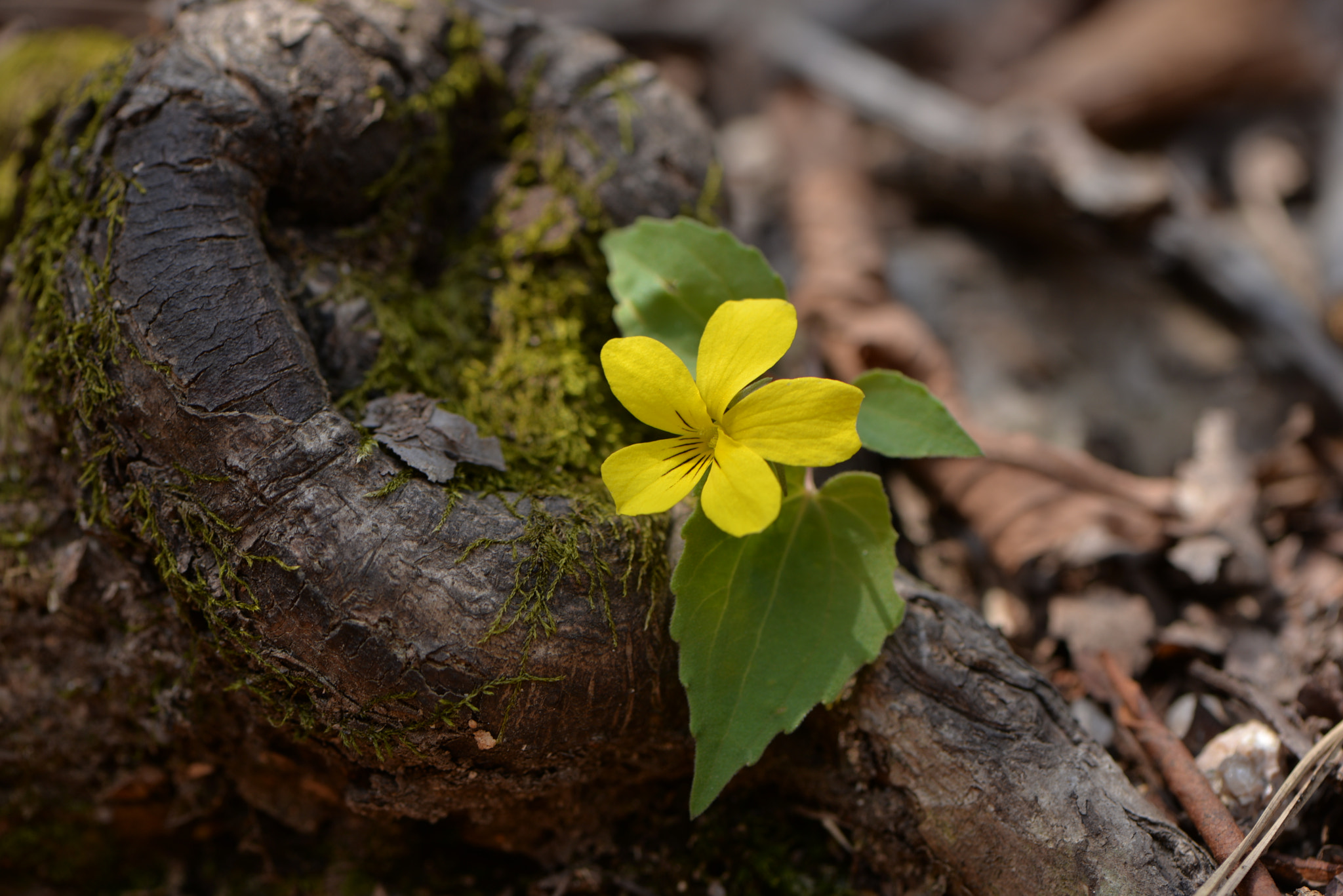 Nikon AF-S Micro-Nikkor 105mm F2.8G IF-ED VR sample photo