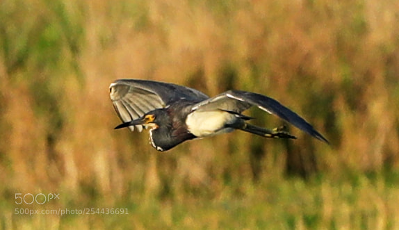 Canon EOS-1D X Mark II sample photo. 04-20-18-0013856.jpg photography