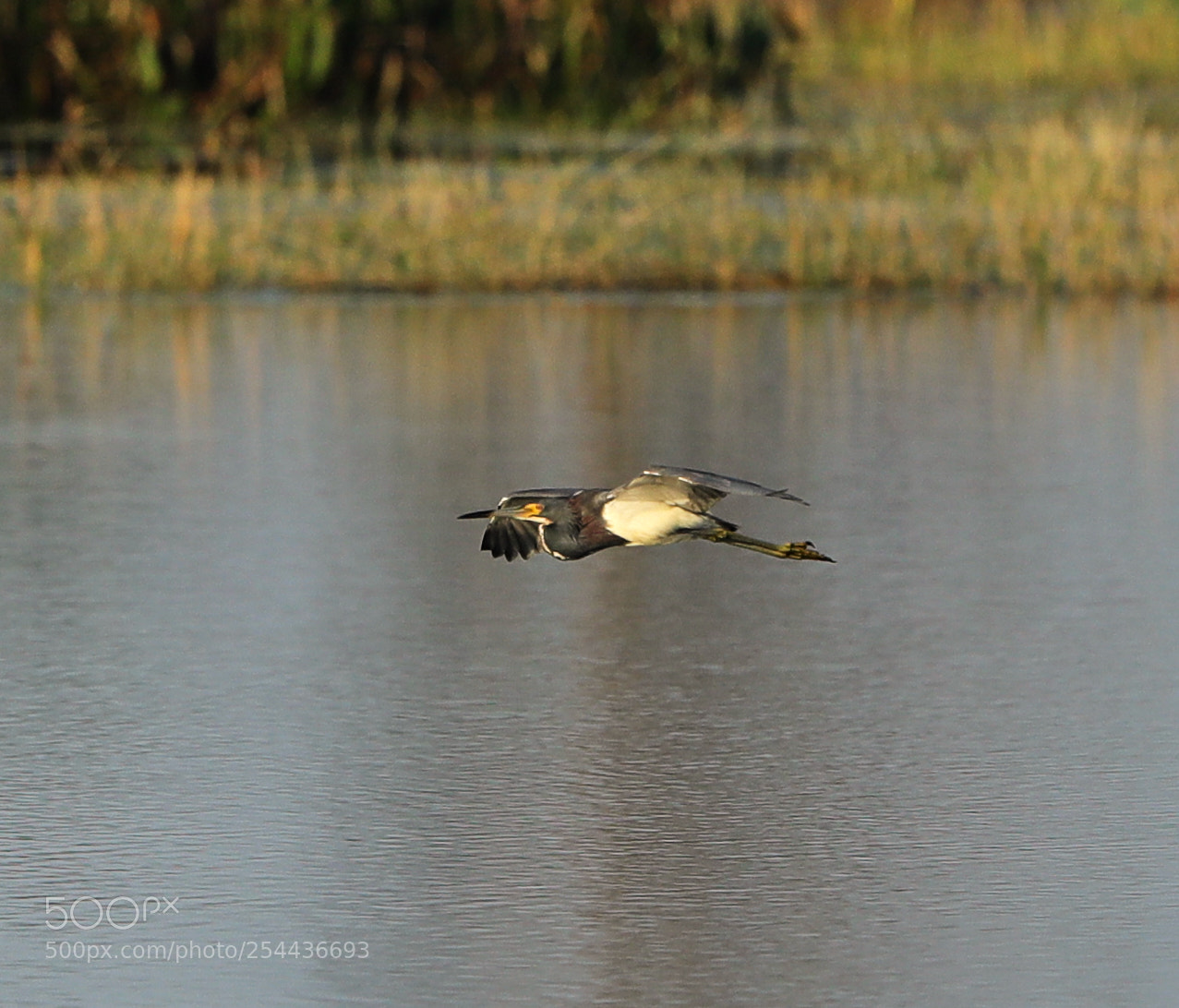 Canon EOS-1D X Mark II sample photo. 04-20-18-0013854 1.jpg photography