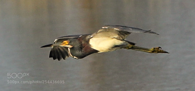 Canon EOS-1D X Mark II sample photo. 04-20-18-0013854.jpg photography