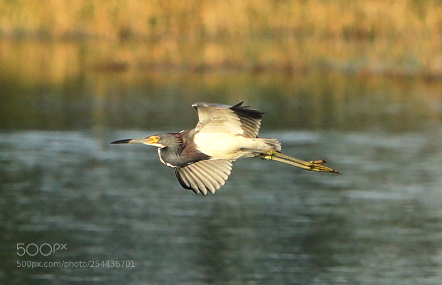 Canon EOS-1D X Mark II sample photo. 04-20-18-0013853.jpg photography