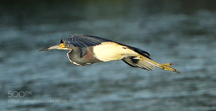 Canon EOS-1D X Mark II sample photo. 04-20-18-0013852.jpg photography